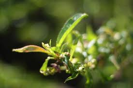 Peach Leaf for nausea, even during pregnancy.