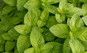 Mint and other herbs combine in this home remedy for yeast infections