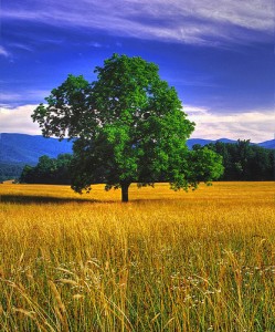 Living green and cutting waste at home is easier than you may think!