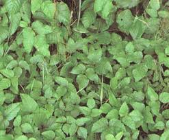 Homeopathics and natural products to soothe the aftermath of this patch found here!