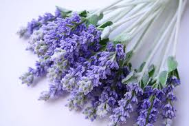 Lavender is a star of a natural first aid kit.