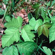 Include a product for poison ivy relief in your natural first aid kit!