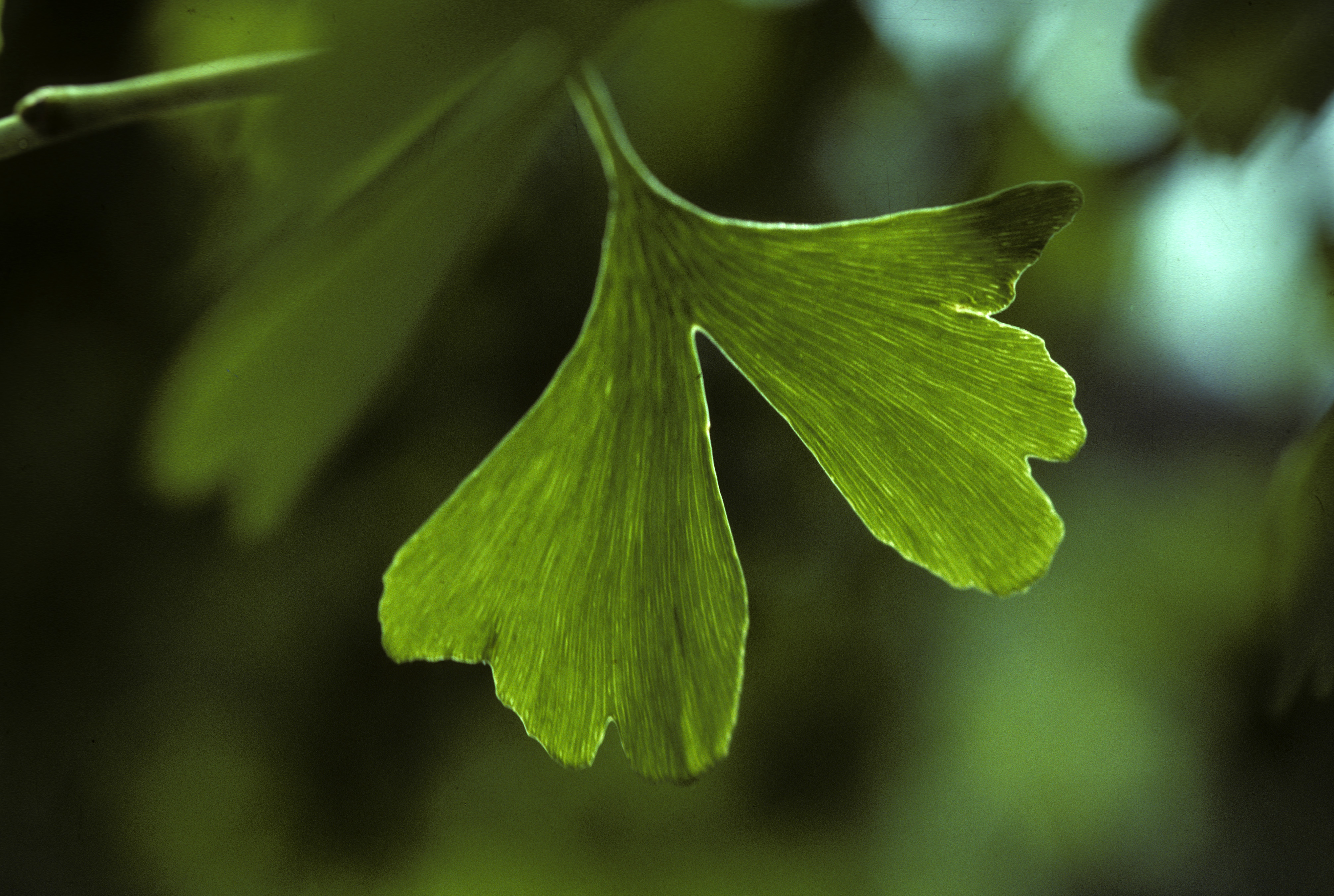 Gingko leaf, Ginkgo biloba