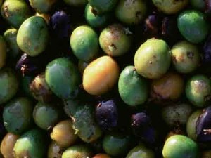 Powerful saw palmetto berries support prostate health.