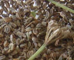 Wild celery with celery seed.