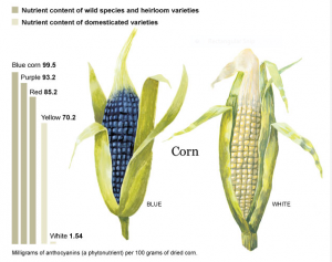 corn-nutri
