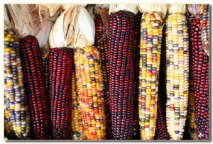 heirloom-corn1