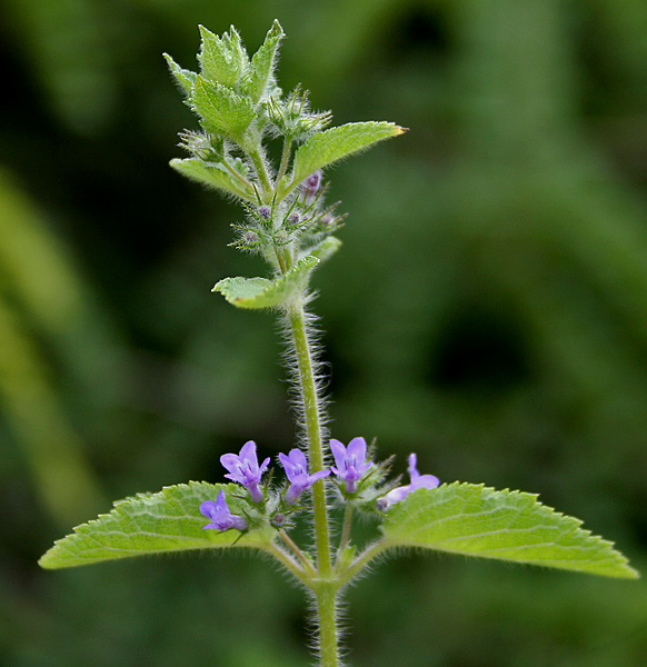 Holy Basil (Tulsi)