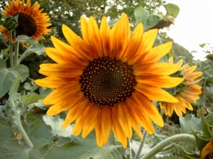 Sunflower_Metalhead64